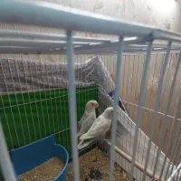 کوتوله باجوجه