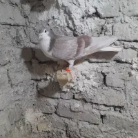 ساده اعقون نر|پرنده|مشهد, پنجتن|دیوار