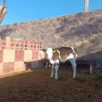 گاو شیری سیمینتال با گوساله|حیوانات مزرعه|چناران, |دیوار