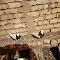 طوقی|پرنده|نیشابور, مازول|دیوار