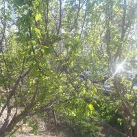 سمپاشی  ویلایی و خانگی و خرده کاری حرص و جوشکاری