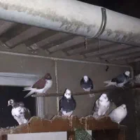 فروش کبوتر نر ماده و جفت