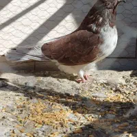 کبوتر سرخ یاگرگی بی نظیر