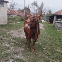 گاو چالوسی حامله فقیر