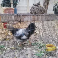 3عدد خروس|پرنده|اصفهان, شهرک کاوه|دیوار