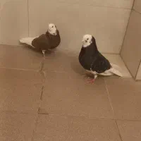 شازده|پرنده|مبارکه, |دیوار