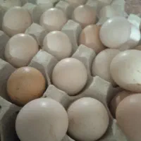 فروش تخم مرغ