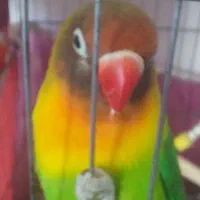 طوطی برزیلی نر|پرنده|اردبیل, |دیوار