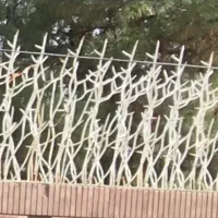 حفاظ شاخه گوزنی