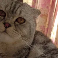 گربه اسکاتیش نر