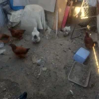 مرغ و خروس|حیوانات مزرعه|مشهد, نوید|دیوار