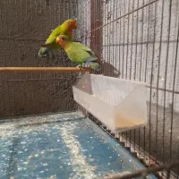 طوطی و مرغ عشق