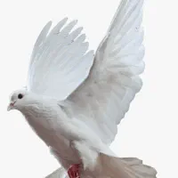 کبوتر از گنجه زد بیرون