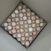 پخش تخم مرغ