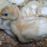 خوراک مخصوص جوجه بوقلمون و مرغ تخمگذار