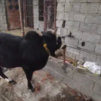 ورزاکوله|حیوانات مزرعه|رشت, لاکان شهر|دیوار