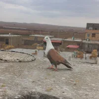 کفتر|پرنده|اسفراین, |دیوار