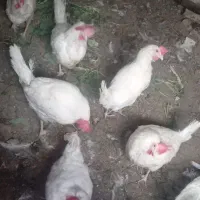 مرغ تخمی وبوقلمون گوشتی|حیوانات مزرعه|جلگه ماژان, |دیوار