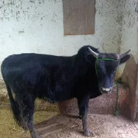 گاو نر|حیوانات مزرعه|احمدسرگوراب, |دیوار