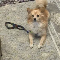 کوچولوی زیبا