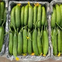 خیارگلخانه ای ارگانیک