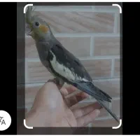 طوطی عروس