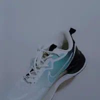 کتونی|کیف، کفش، کمربند|قم, شهر قائم|دیوار