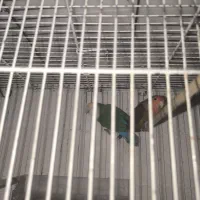 جفت طوطی برزیلی|پرنده|کازرون, |دیوار