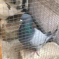 کبوتر نر اصفهانی بازیکن پرشی|پرنده|شاهینشهر, شهرک گلدیس|دیوار