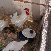خروس طبیعی|حیوانات مزرعه|تهران, تاکسیرانی|دیوار