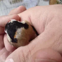 سهره بهاره جوجه سال