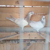 5تاجوجه کفتر آسمون خراش بوم ندیده