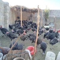 بوقلمون کردی|حیوانات مزرعه|بیلوار, |دیوار