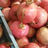 انار خطی درجه یک