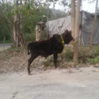 گوساله محلی