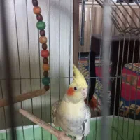 عروس هلندی|پرنده|لاهیجان, کوی زمانی|دیوار