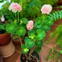 فروش آپارتمان تک واحدی سند تک برگ