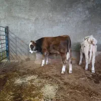 گوساله سیمنتال|حیوانات مزرعه|مرودشت, کناره|دیوار