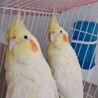 عروس هلندی