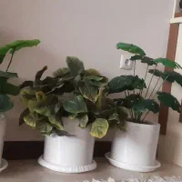 گل و گلدان مصنوعی|گل مصنوعی|قم, انصار‌الحسین|دیوار