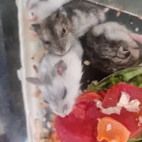 همستر کمپل|موش و خرگوش|تبریز, |دیوار