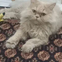 گربه پرشین|گربه|فردیس, قریشی|دیوار