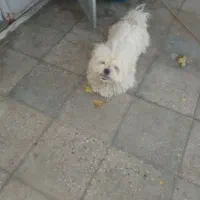 پاپی