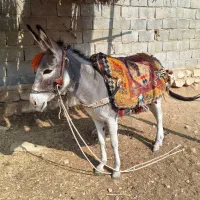 حیوان خر|حیوانات مزرعه|جم, |دیوار