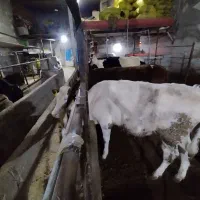 گوساله گوشتی