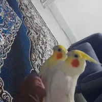 فروش جفت عروس هلندی