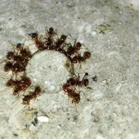 ژل مورچه کش گریز (ریشه کنی کامل انواع مورچه)|لوازم نظافت|تهران, سهروردی|دیوار