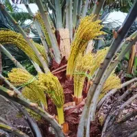 فروش انواع پاجوش نخل وانواع نهال مرکبات