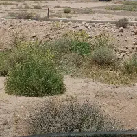زمین-کشاورزی-ملک-انجیری