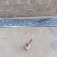 سنگ اوپن جنس ابری